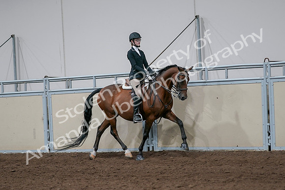 2020 - AB Morgan Horse - Fri, Sept 04 - 05994