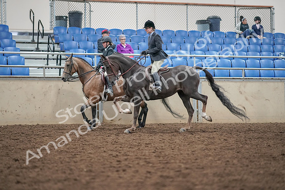 2019 Morgan Horse Show - Aug 30, 2019 - 20214
