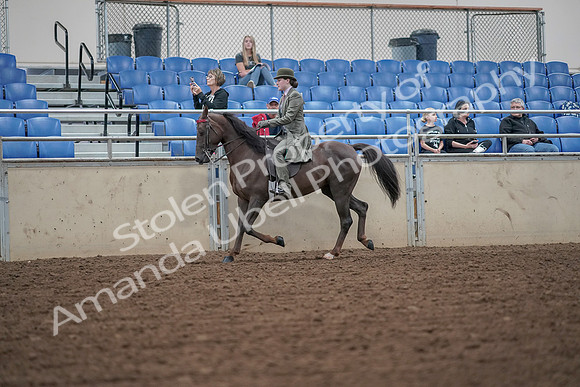 2019 Morgan Horse Show - Aug 30, 2019 - 15312