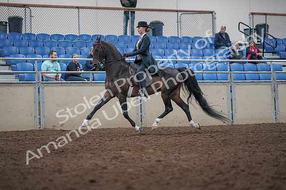 2019 Morgan Horse Show - Aug 31, 2019 - 08725