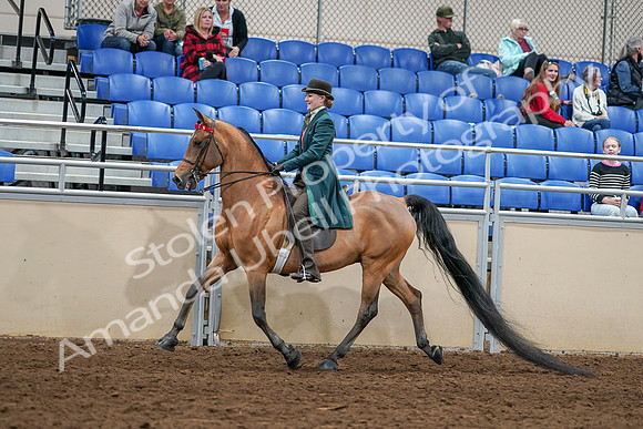 2020 - AB Morgan Horse - Sat, Sept 05 - 13596