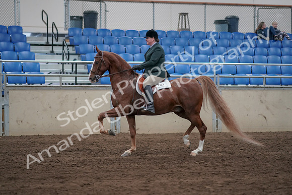 2019 Morgan Horse Show - Sept 01, 2019 - 12186