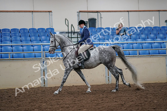 2019 Morgan Horse Show - Aug 30, 2019 - 16300
