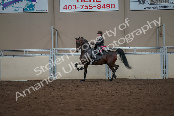 2019 Morgan Horse Show - Aug 30, 2019 - 28341