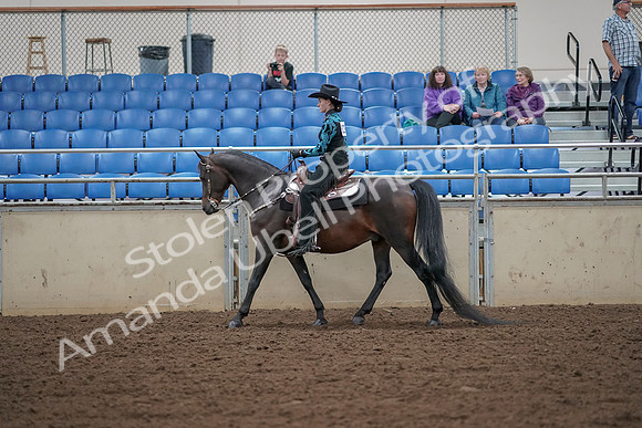 2019 Morgan Horse Show - Aug 30, 2019 - 25893