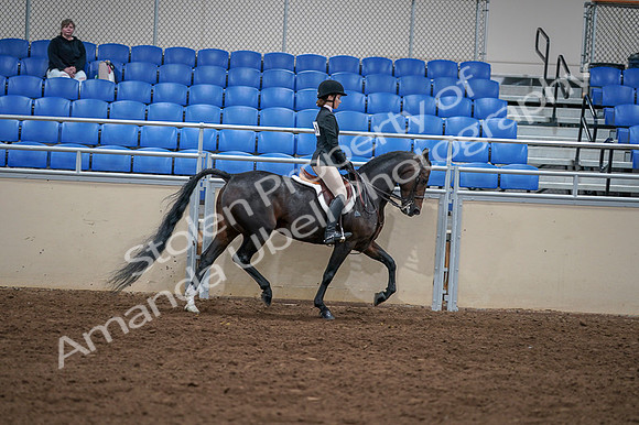 2020 - AB Morgan Horse - Fri, Sept 04 - 06051