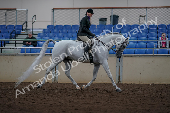2019 Morgan Horse Show - Aug 31, 2019 - 16207