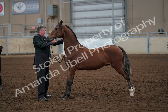 2019 Morgan Horse Show - Aug 30, 2019 - 25598