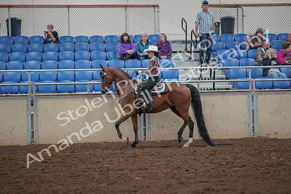 2019 Morgan Horse Show - Aug 30, 2019 - 25925