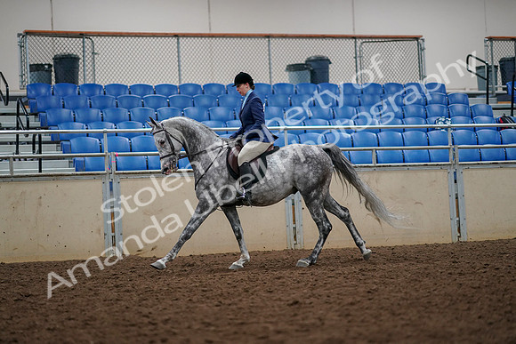 2019 Morgan Horse Show - Aug 30, 2019 - 22387