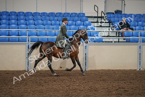2020 - AB Morgan Horse - Fri, Sept 04 - 03445