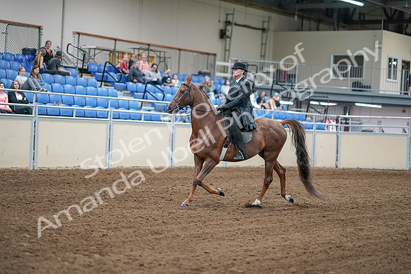 2020 - AB Morgan Horse - Fri, Sept 04 - 07918