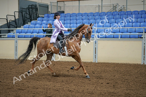 2020 - AB Morgan Horse - Fri, Sept 04 - 05176