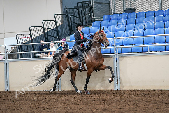 2020 - AB Morgan Horse - Sat, Sept 05 - 06788