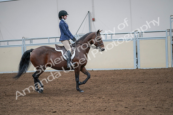 2020 - AB Morgan Horse - Fri, Sept 04 - 05982