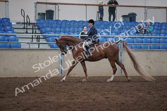2019 Morgan Horse Show - Sept 01, 2019 - 08676