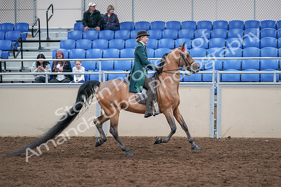 2020 - AB Morgan Horse - Sat, Sept 05 - 13900
