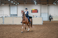 2020 - AB Morgan Horse - Sat, Sept 05 - 11365