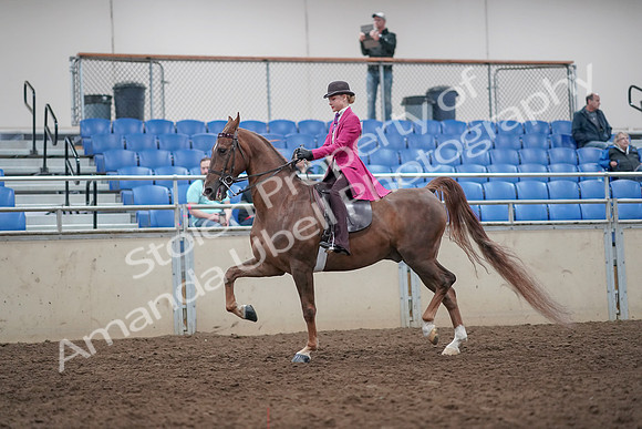 2019 Morgan Horse Show - Aug 31, 2019 - 08752