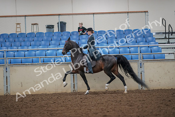 2019 Morgan Horse Show - Aug 30, 2019 - 25115