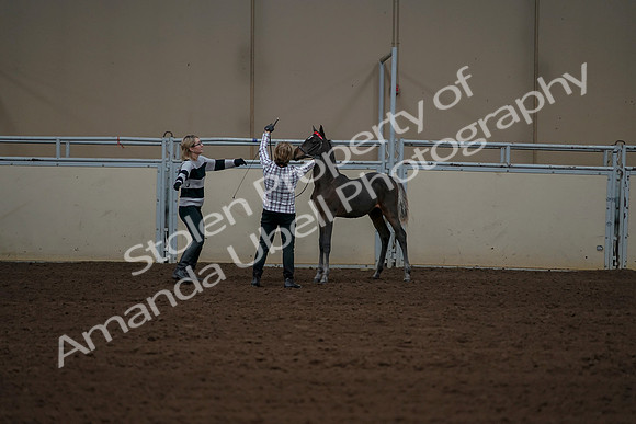 2019 Morgan Horse Show - Aug 30, 2019 - 24928