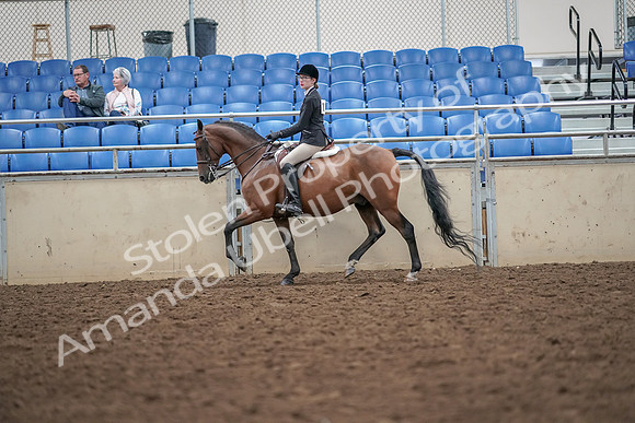 2019 Morgan Horse Show - Aug 30, 2019 - 20166