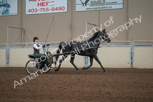 2019 Morgan Horse Show - Aug 31, 2019 - 04738