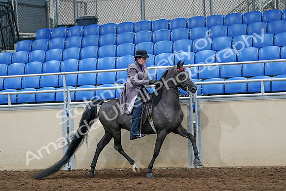 2020 - AB Morgan Horse - Sat, Sept 05 - 13819