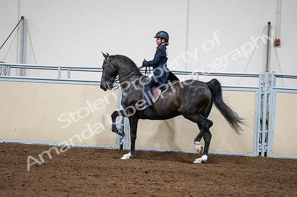 2020 - AB Morgan Horse - Fri, Sept 04 - 03264