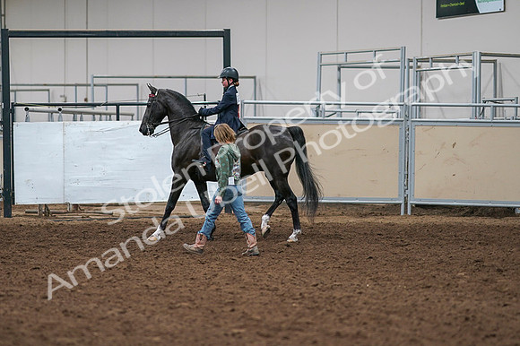 2020 - AB Morgan Horse - Fri, Sept 04 - 03276