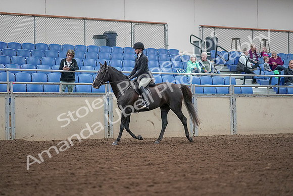 2019 Morgan Horse Show - Aug 30, 2019 - 14873