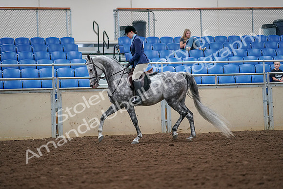 2019 Morgan Horse Show - Aug 30, 2019 - 16204