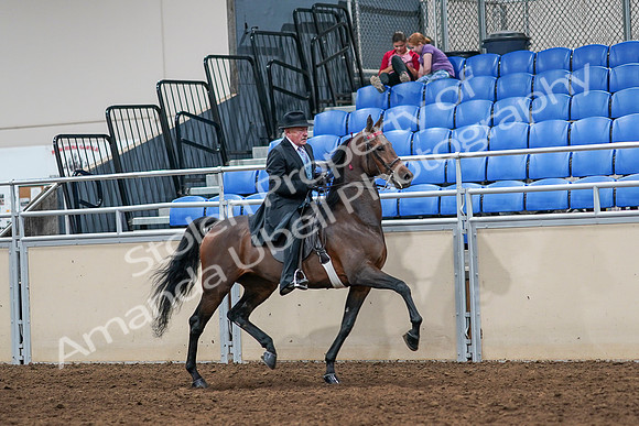 2020 - AB Morgan Horse - Sat, Sept 05 - 08151