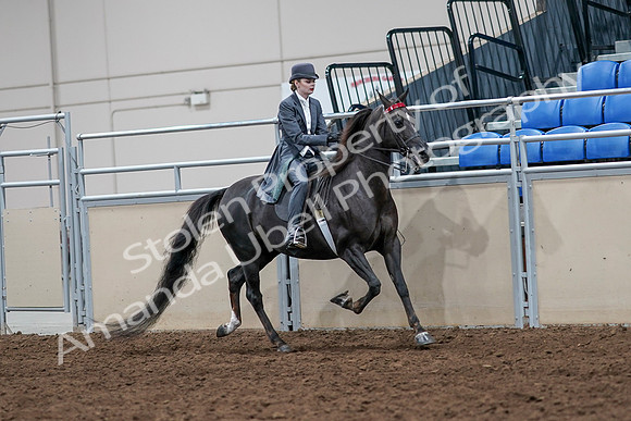 2020 - AB Morgan Horse - Sat, Sept 05 - 13906
