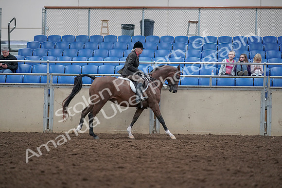 2019 Morgan Horse Show - Aug 31, 2019 - 16136