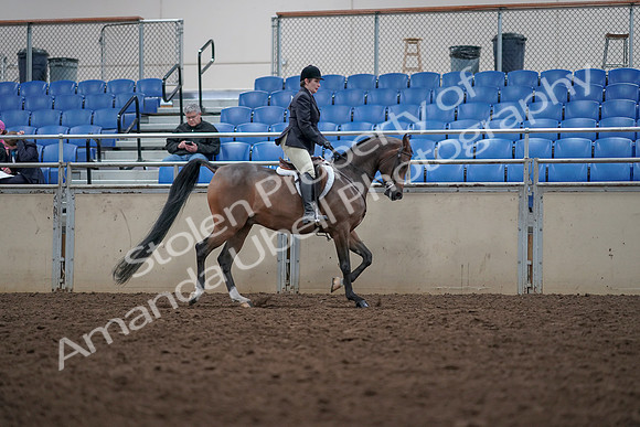 2019 Morgan Horse Show - Aug 31, 2019 - 16179