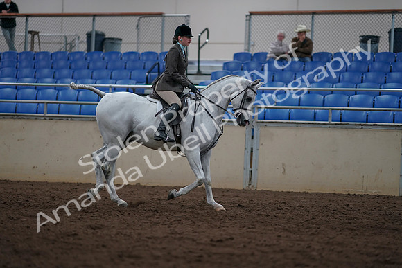2019 Morgan Horse Show - Sept 01, 2019 - 08875