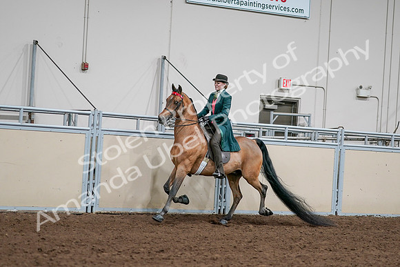 2020 - AB Morgan Horse - Sat, Sept 05 - 13673