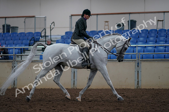 2019 Morgan Horse Show - Aug 31, 2019 - 16158