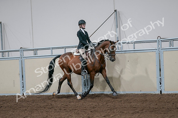 2020 - AB Morgan Horse - Fri, Sept 04 - 05995