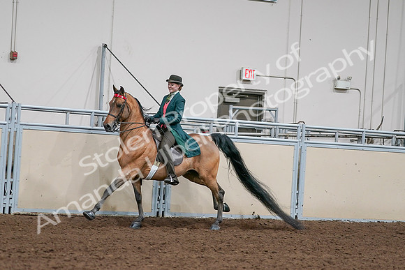 2020 - AB Morgan Horse - Sat, Sept 05 - 13785
