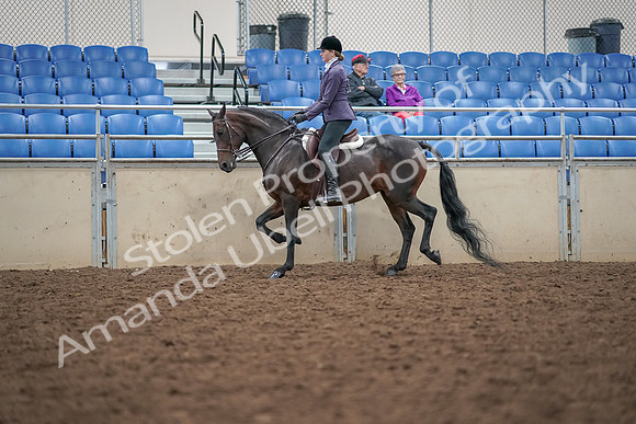 2019 Morgan Horse Show - Aug 30, 2019 - 20318