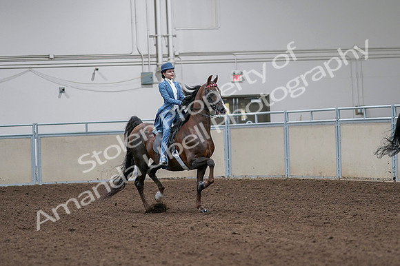 2020 - AB Morgan Horse - Fri, Sept 04 - 05030