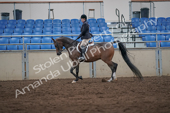 2019 Morgan Horse Show - Sept 01, 2019 - 08595