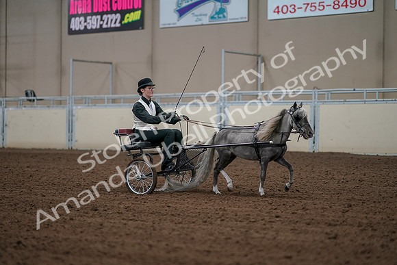 2019 Morgan Horse Show - Aug 30, 2019 - 13408