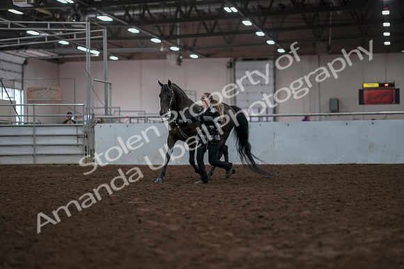 2019 Morgan Horse Show - Aug 31, 2019 - 02929