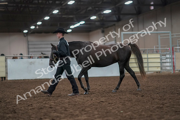 2019 Morgan Horse Show - Aug 31, 2019 - 02032