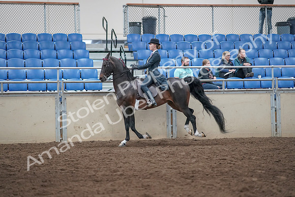 2019 Morgan Horse Show - Aug 31, 2019 - 08781