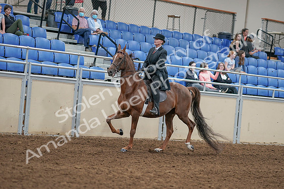 2020 - AB Morgan Horse - Fri, Sept 04 - 08030