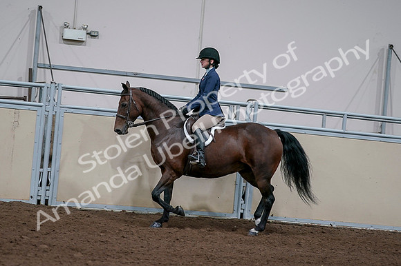 2020 - AB Morgan Horse - Fri, Sept 04 - 05922